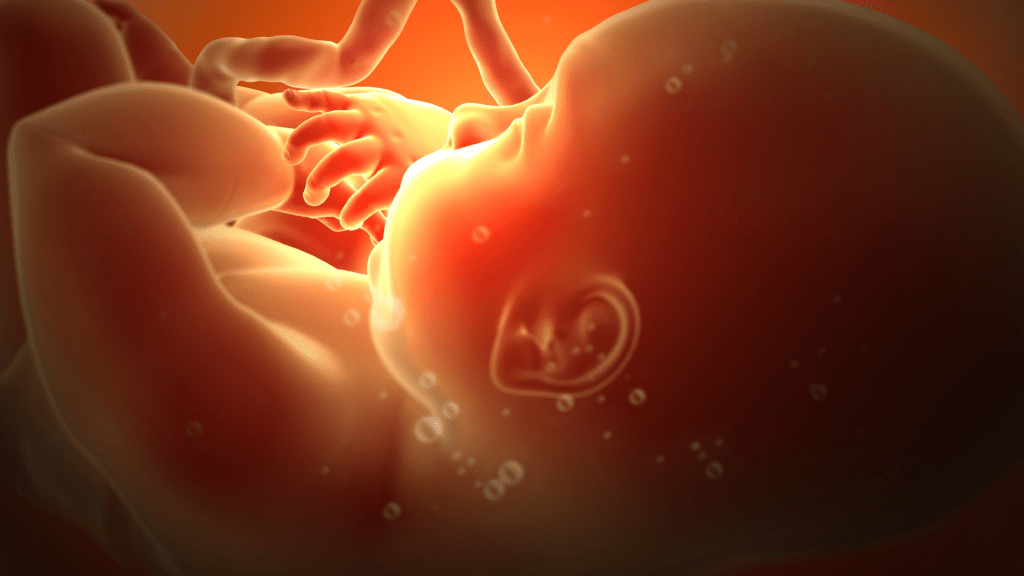 baby in-utero with umbilical cord visible